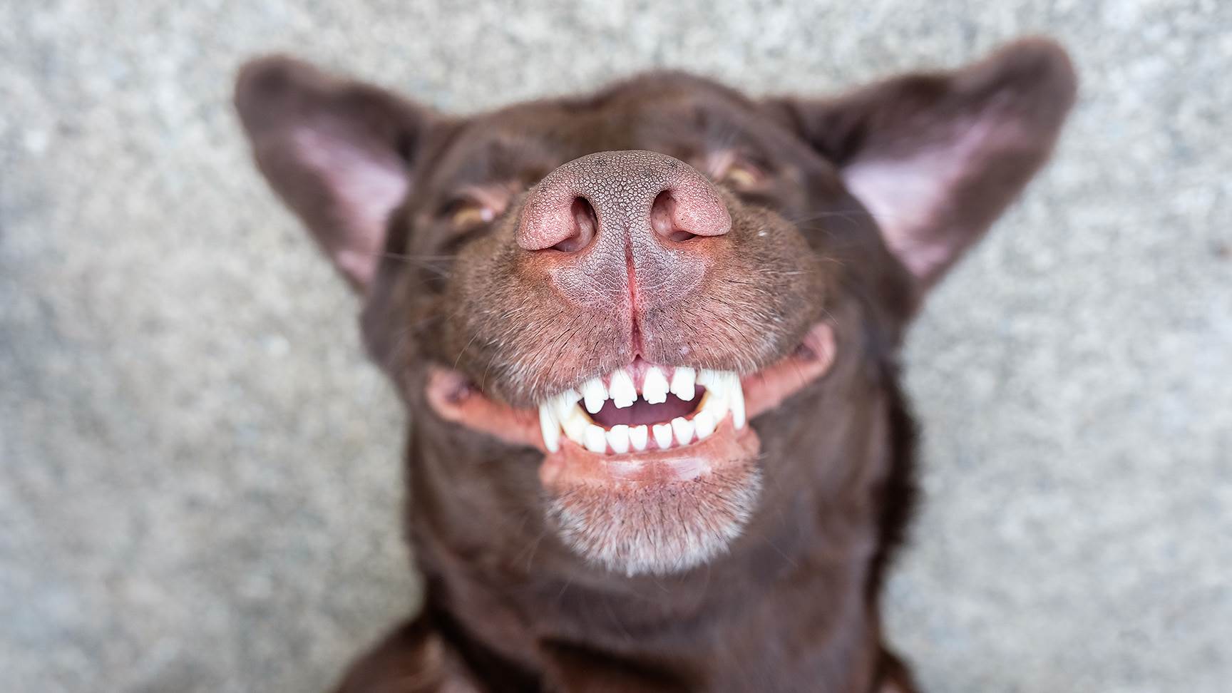 Zähne eines Hundes