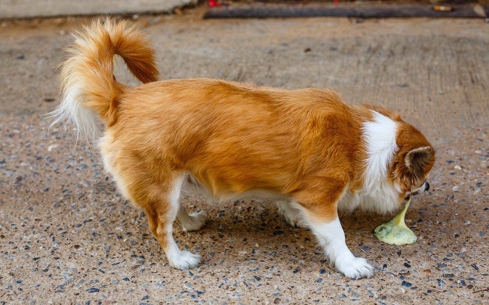 Hund mit Erbrochenem