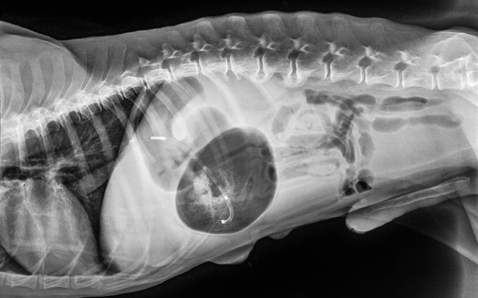 X-ray image of a twisted stomach