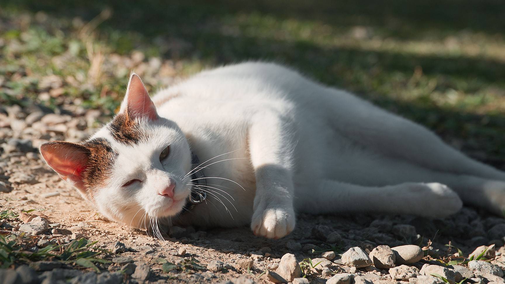 Weiße Katze liegt in der Sonne