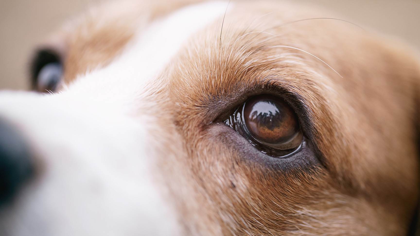 Augen eines Hundes