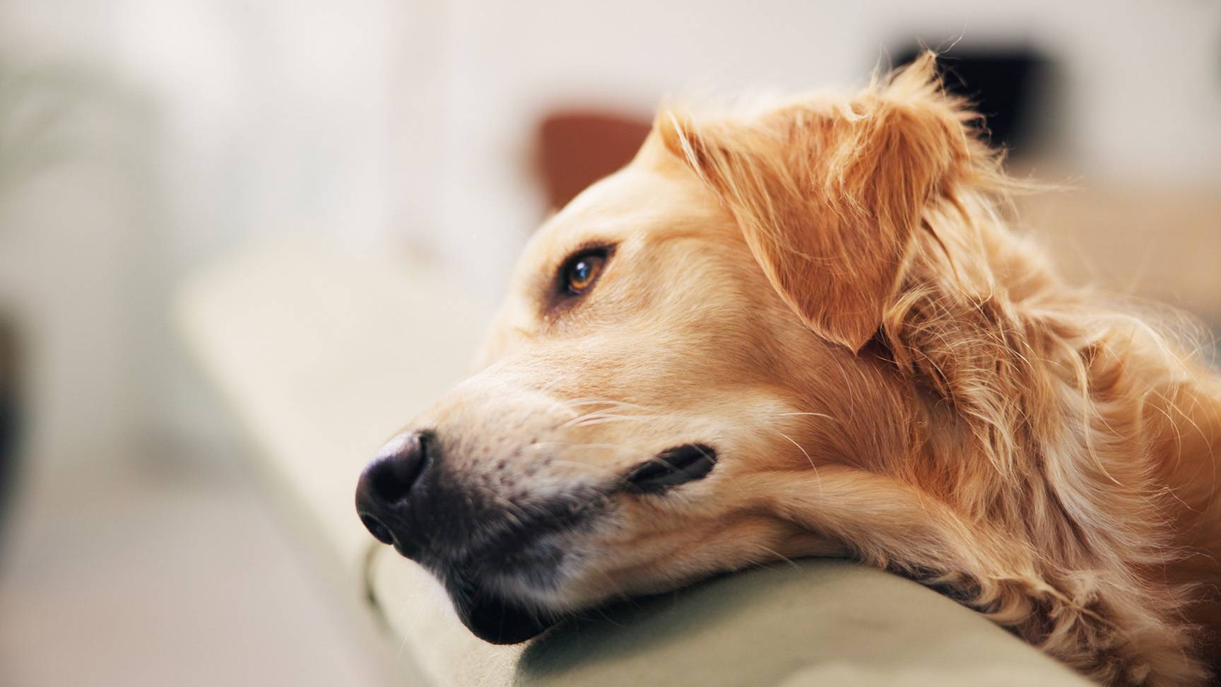 Dog head on sofa backrest