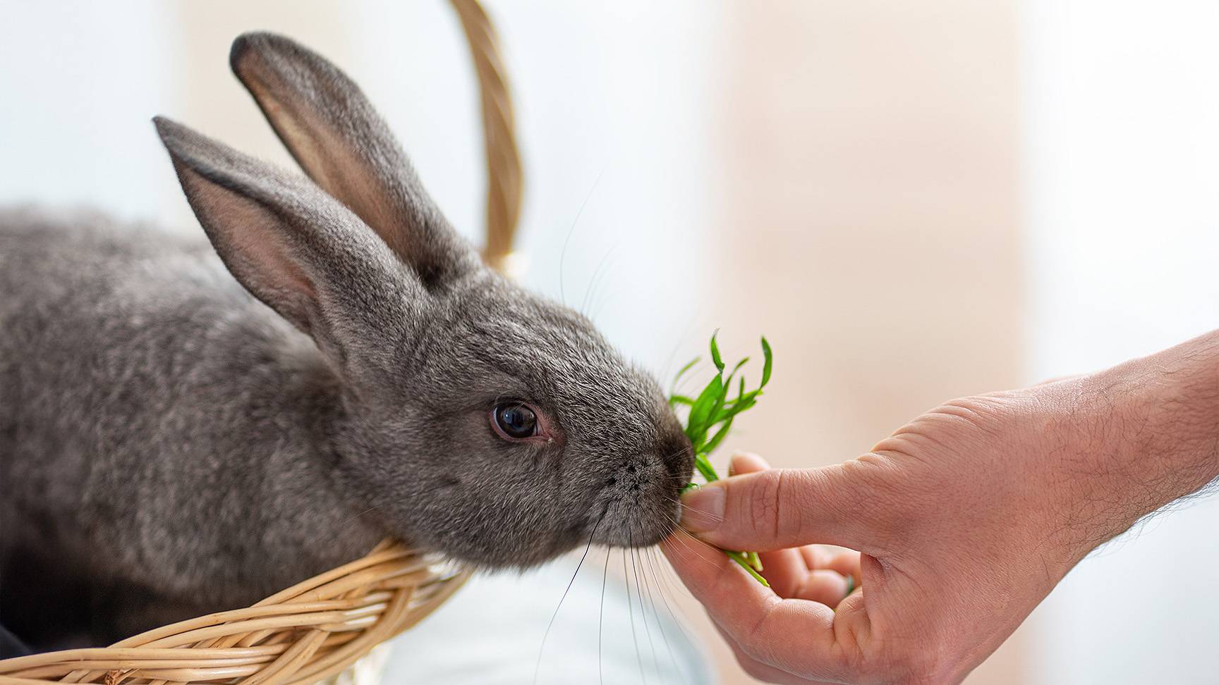 Kaninchen frisst Gras aus der Hand