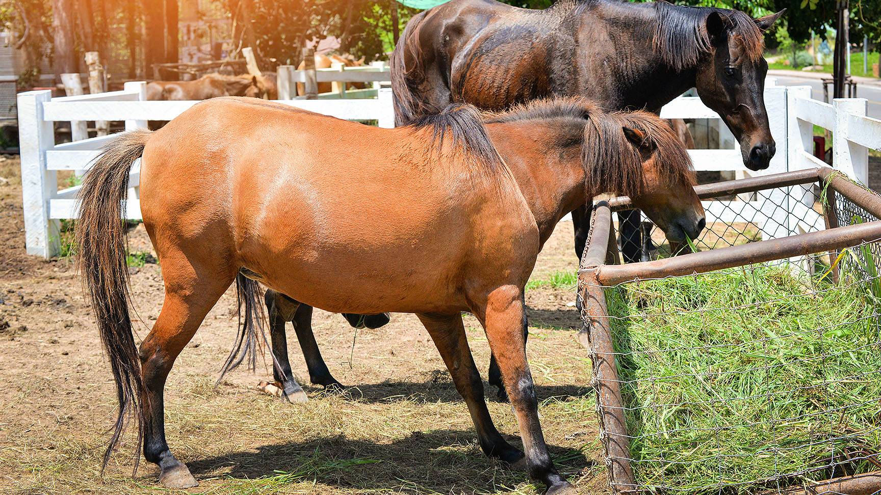 Pferd entlastet Vorderbeine