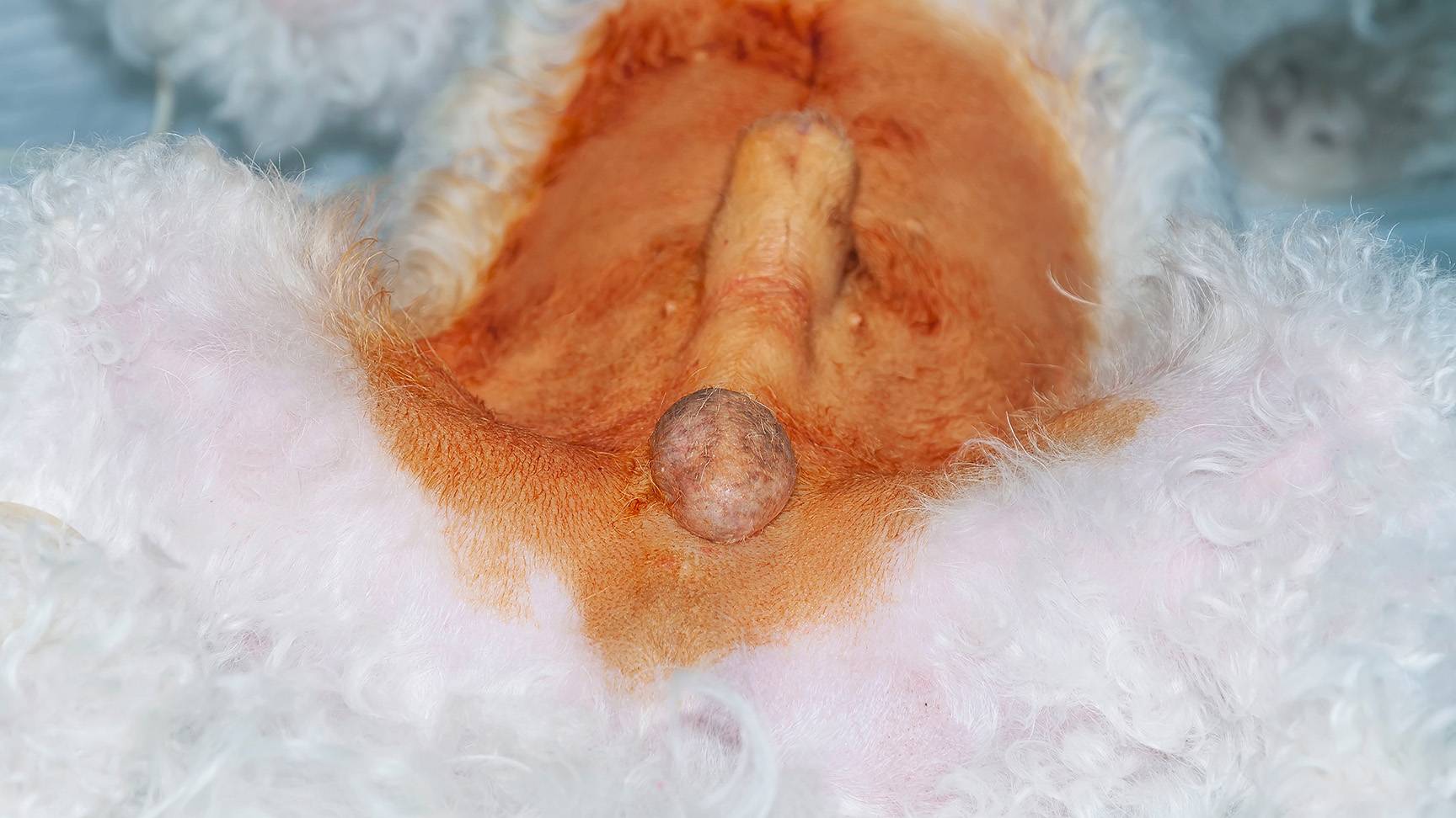 Male dog prepared for castration