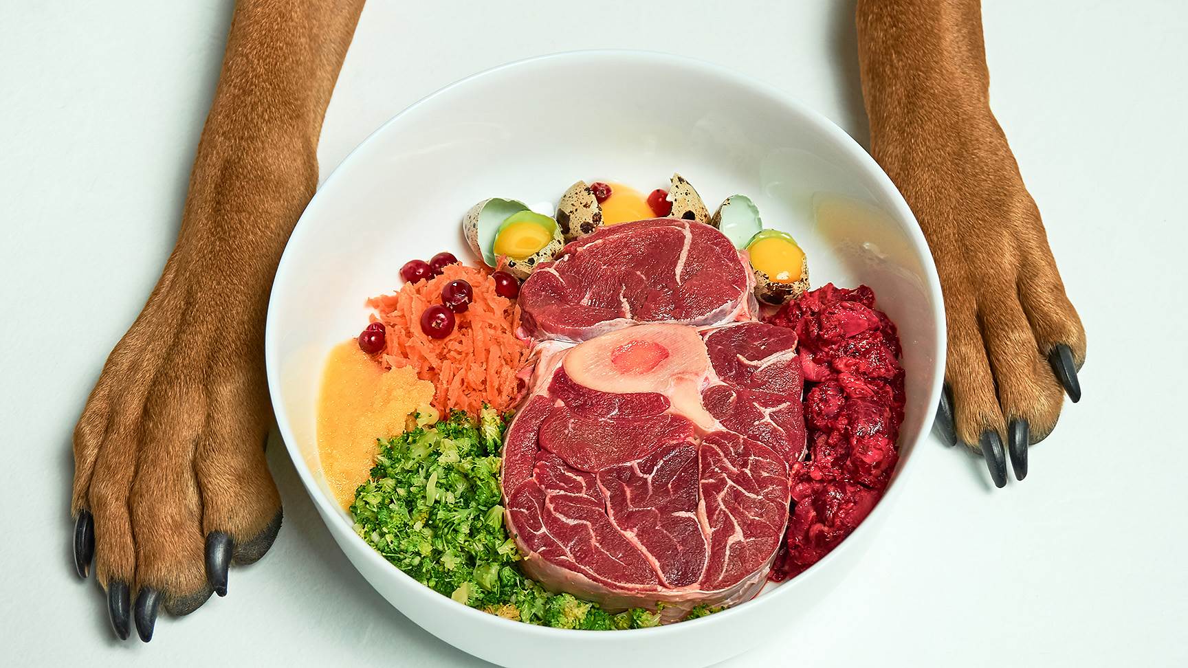 Hund und Futternapf mit Auswahl an Futter