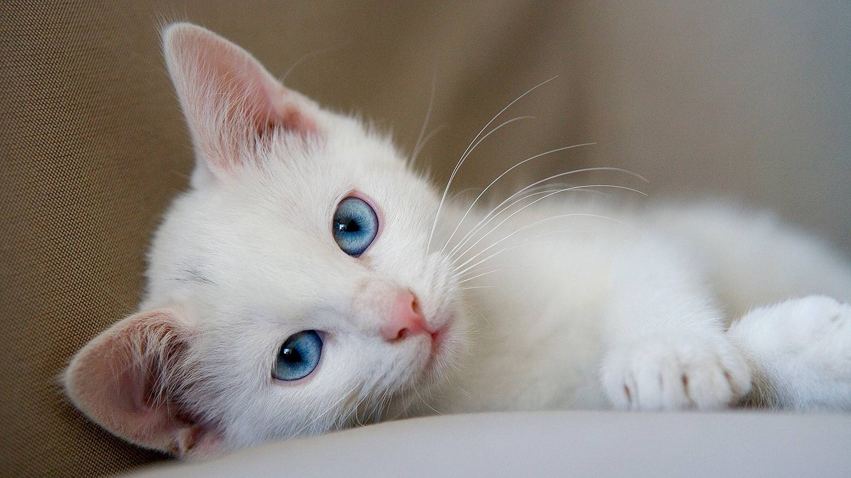 Weiße Katze mit blauen Augen