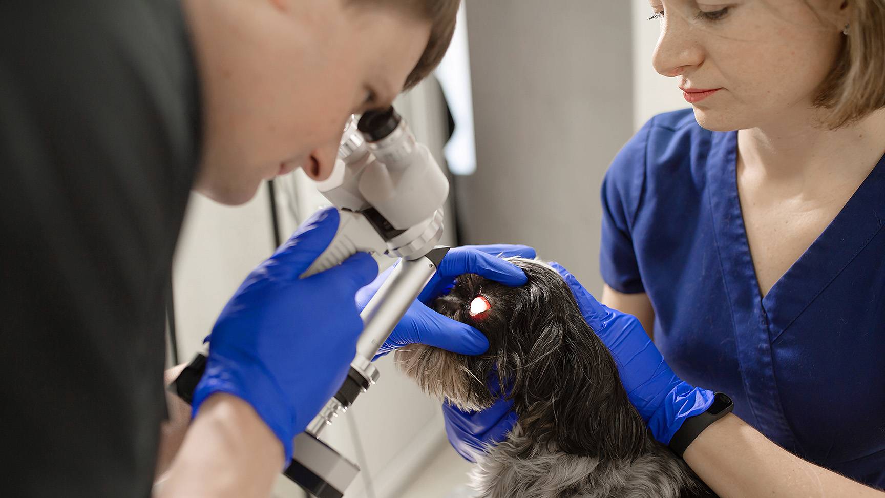 Augenuntersuchung Hund