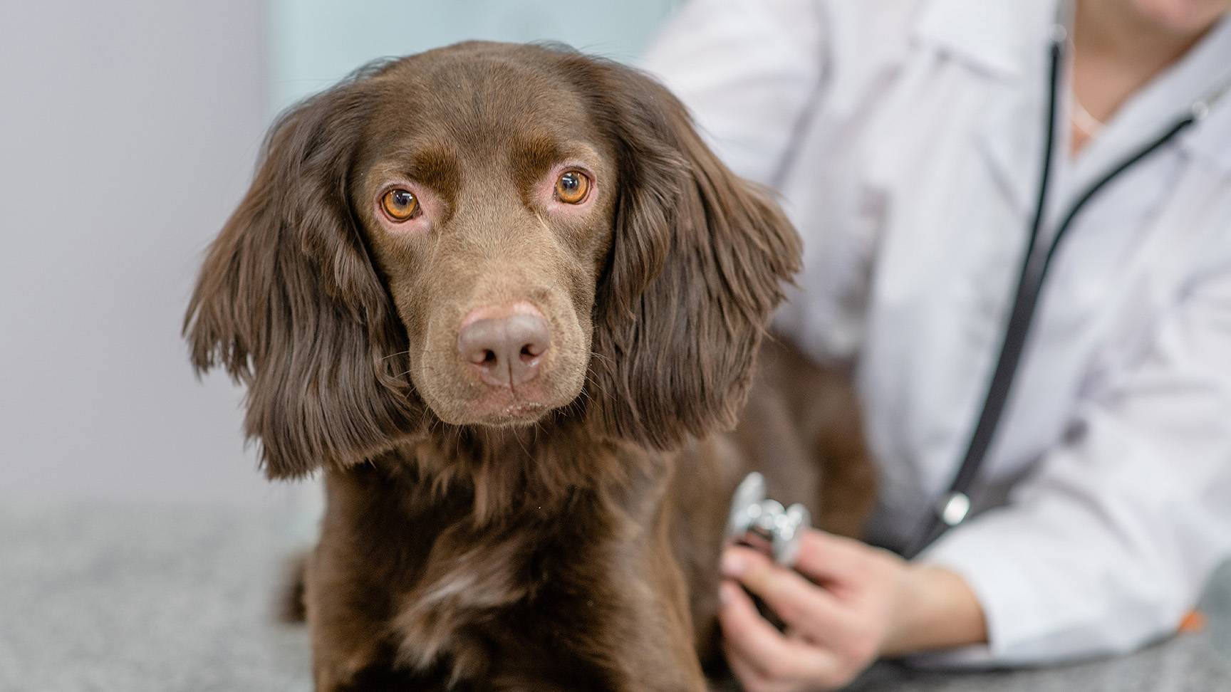 Dog with stethoscope