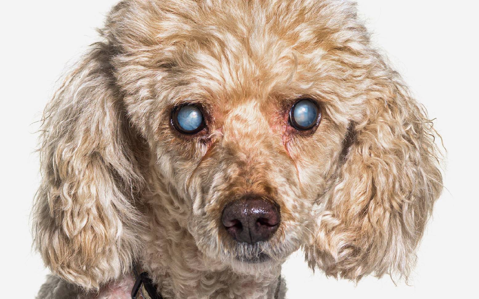 Trübe Augen eines Hundes