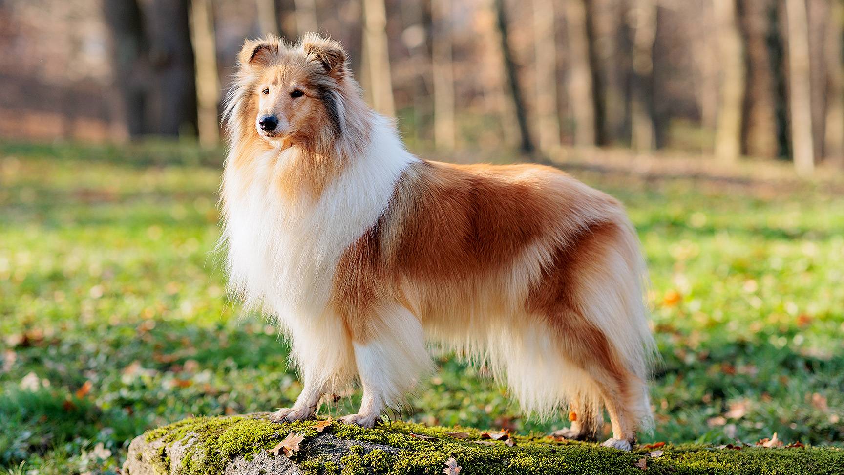 Collie