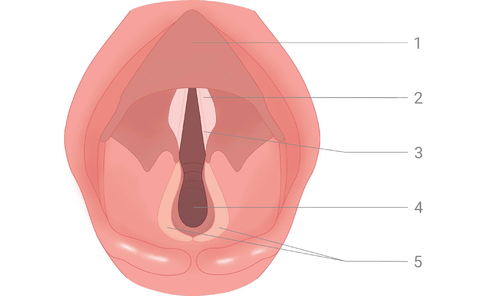 Diagram of the horse's larynx Physiological