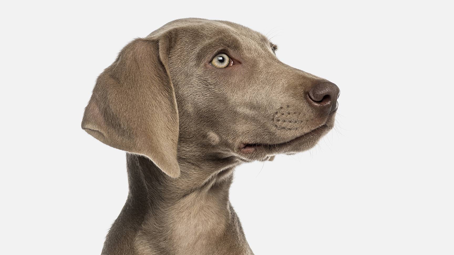 Weimeran dog