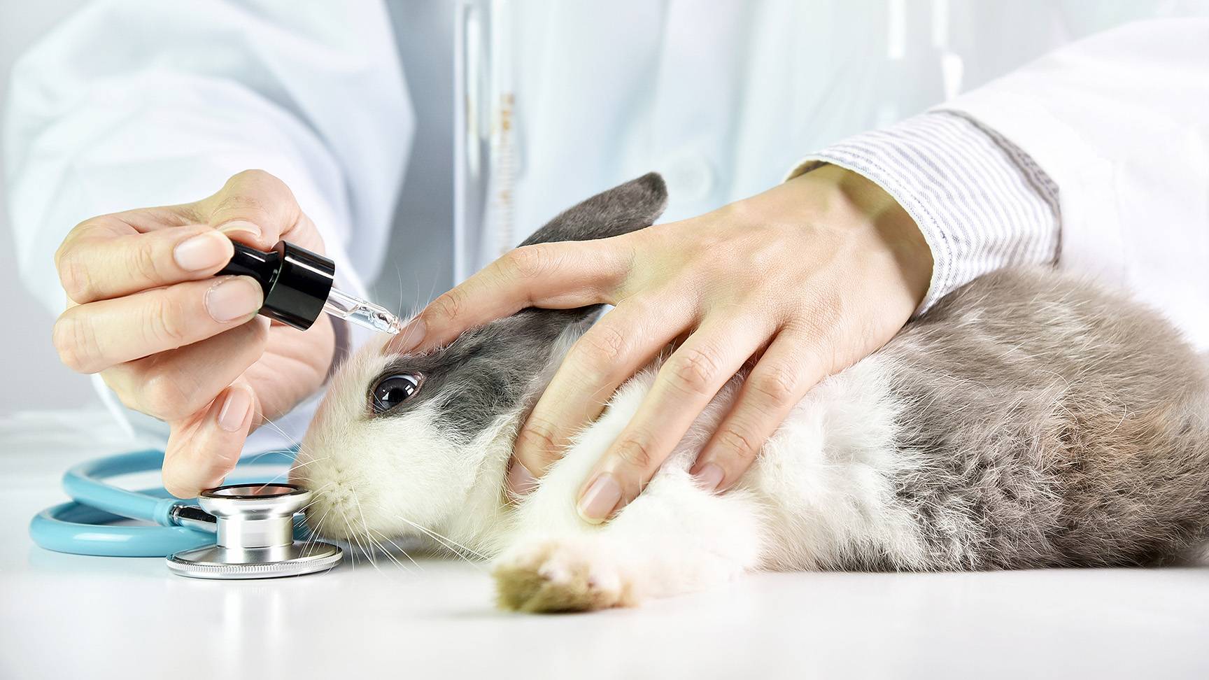 Eye drops rabbit