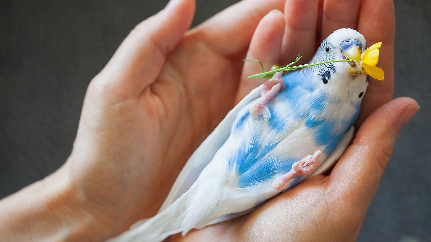 Budgie hand flower
