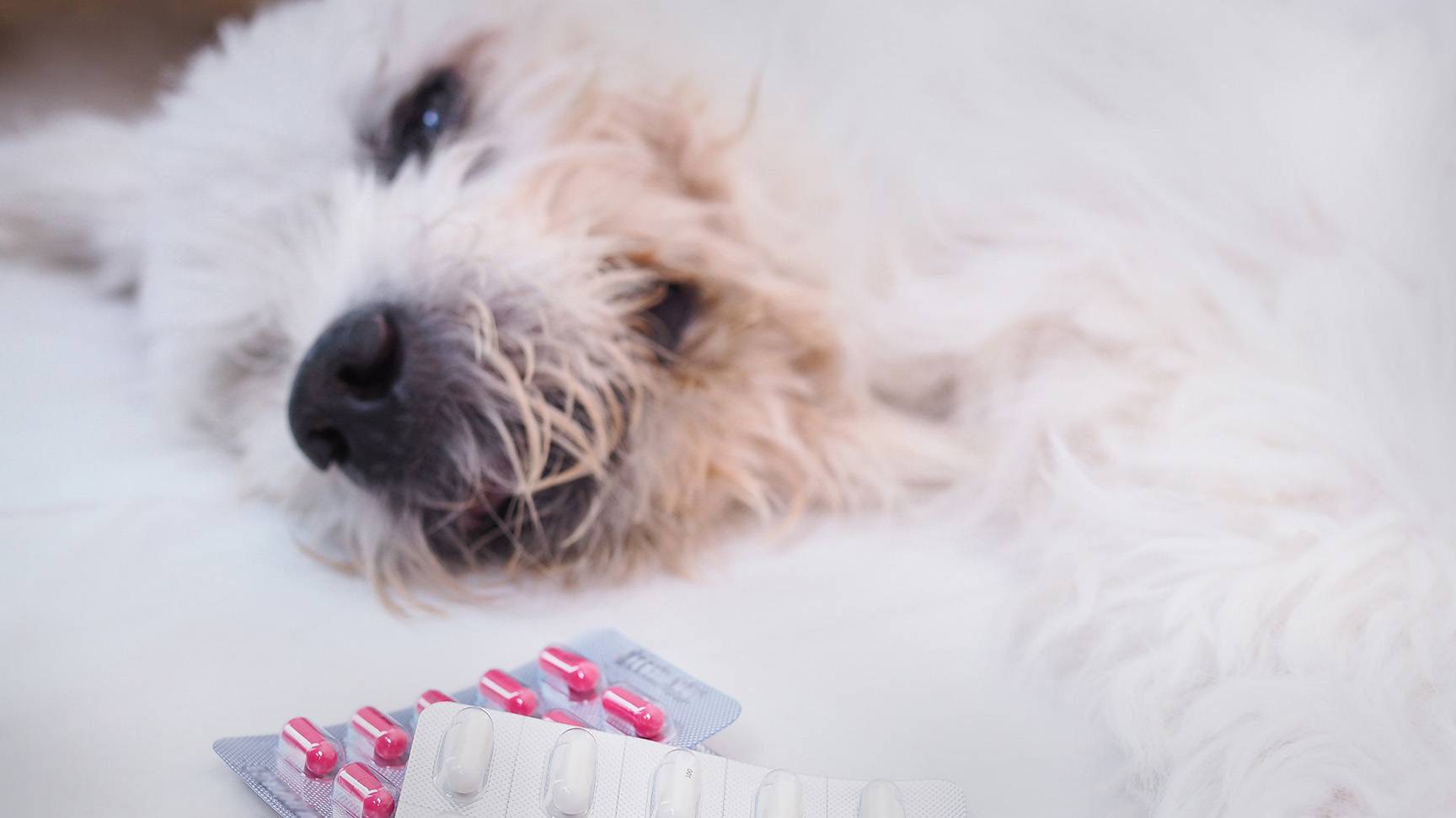 Hund mit Tabletten