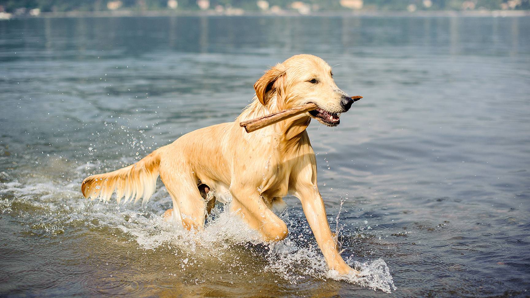 Aus dem Wasser springender Hund mit Stöckchen im Maul