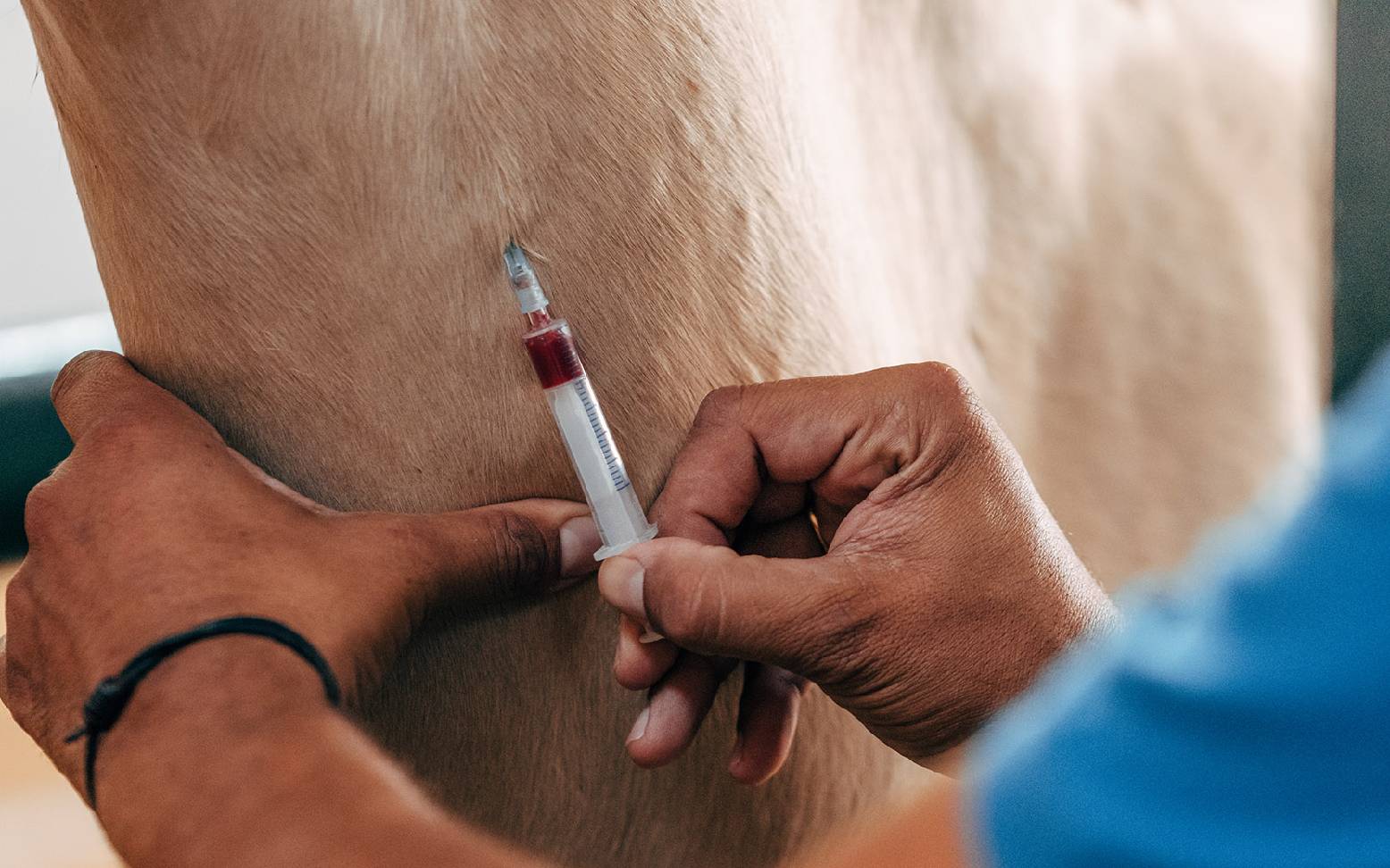 Blood sampling from horses