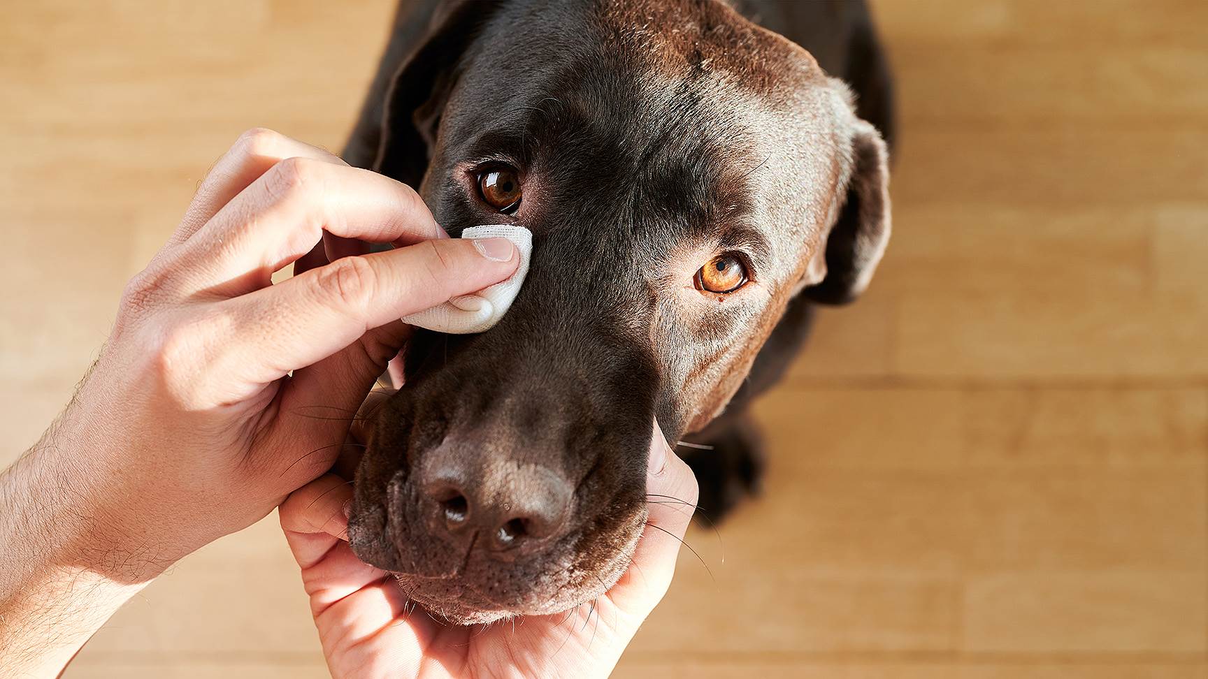 Augenpflege bei einem Hund