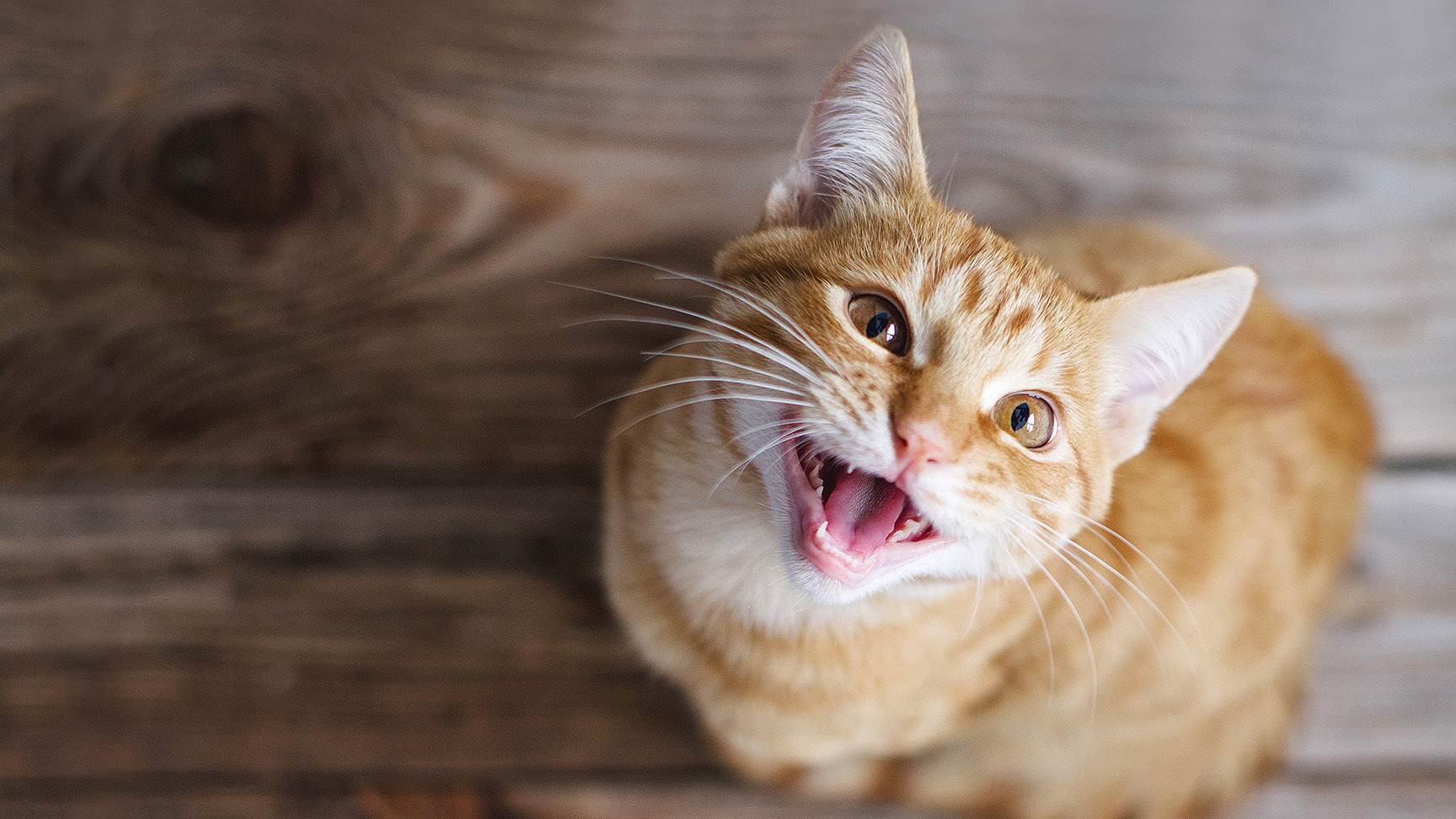 Miauende Katze
