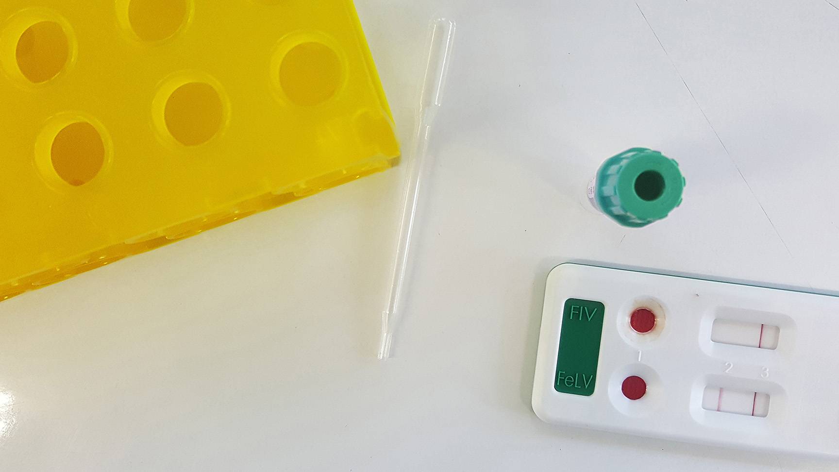 Test auf FIV und FeLV