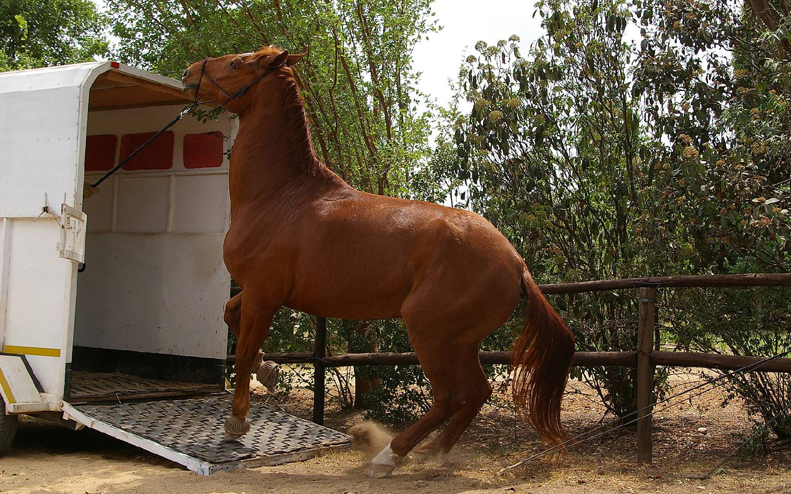 A skittish horse