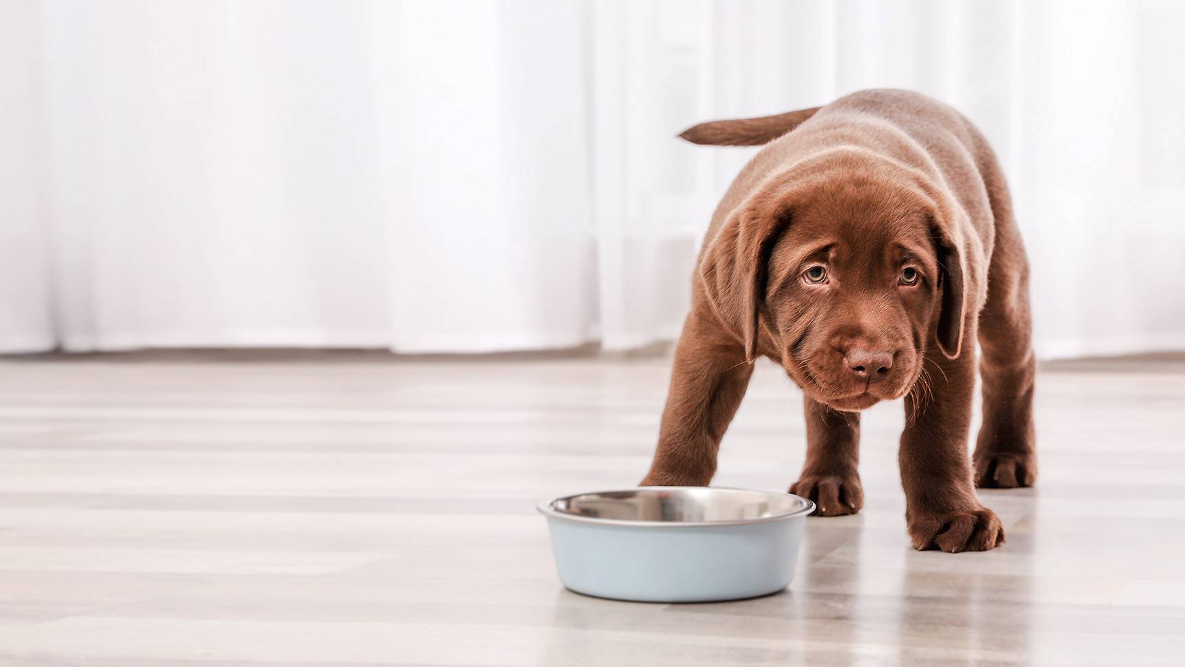 Puppy in front of a food bowl