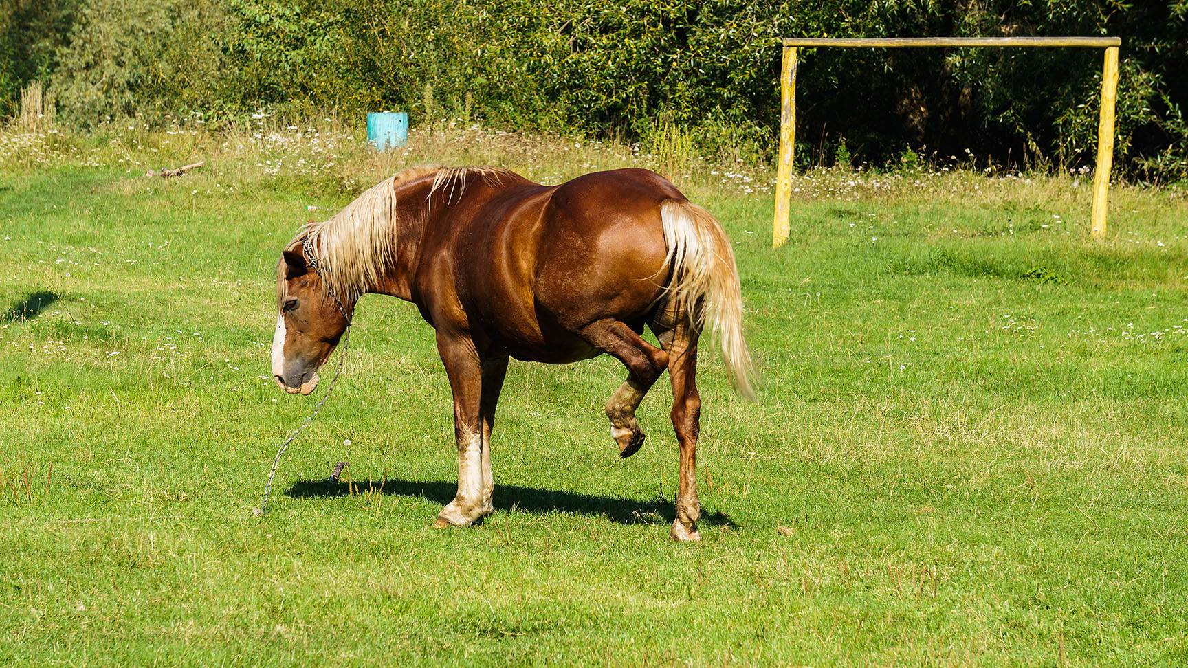 Pferd mit Shivering