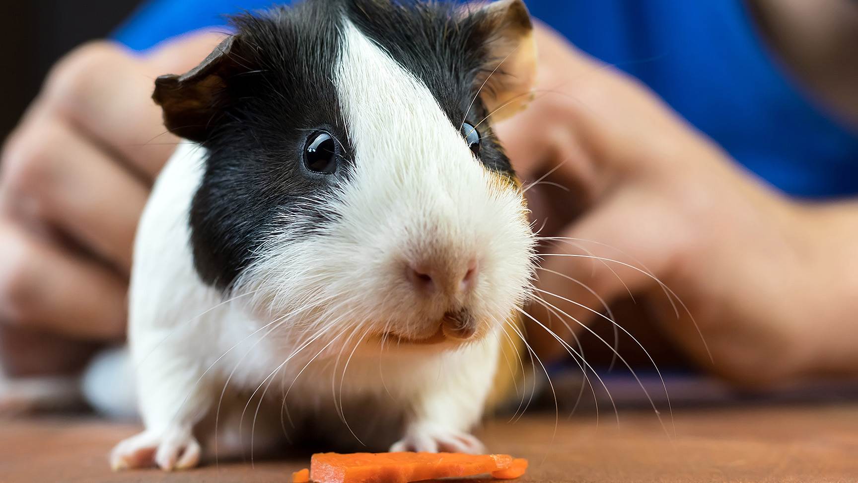Meerschweinchen