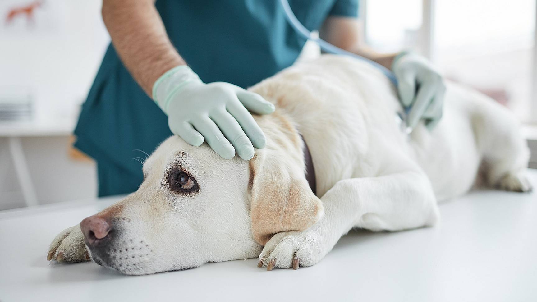 Auscultation of the heart dog