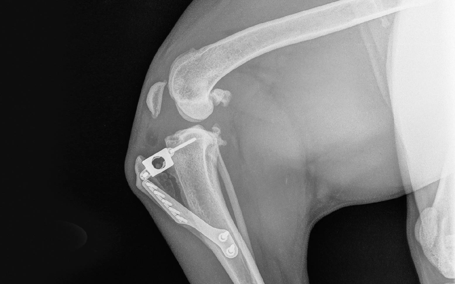 Surgical treatment of a cruciate ligament rupture