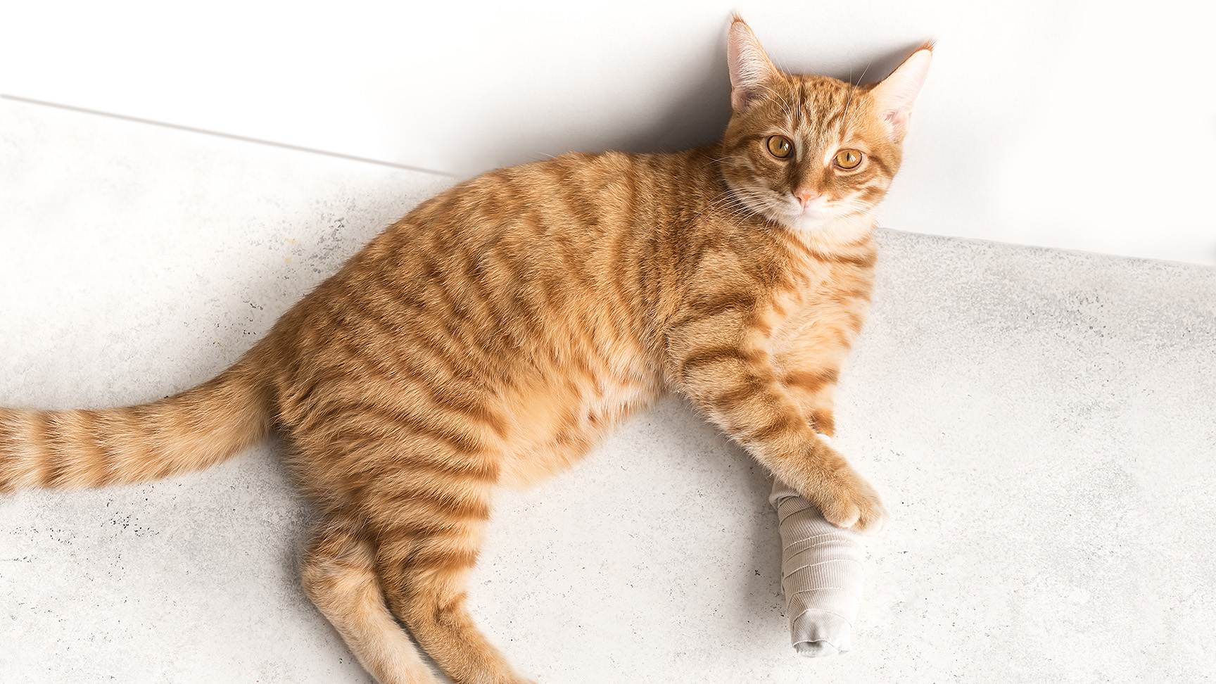 Katze mit verbundenem Bein