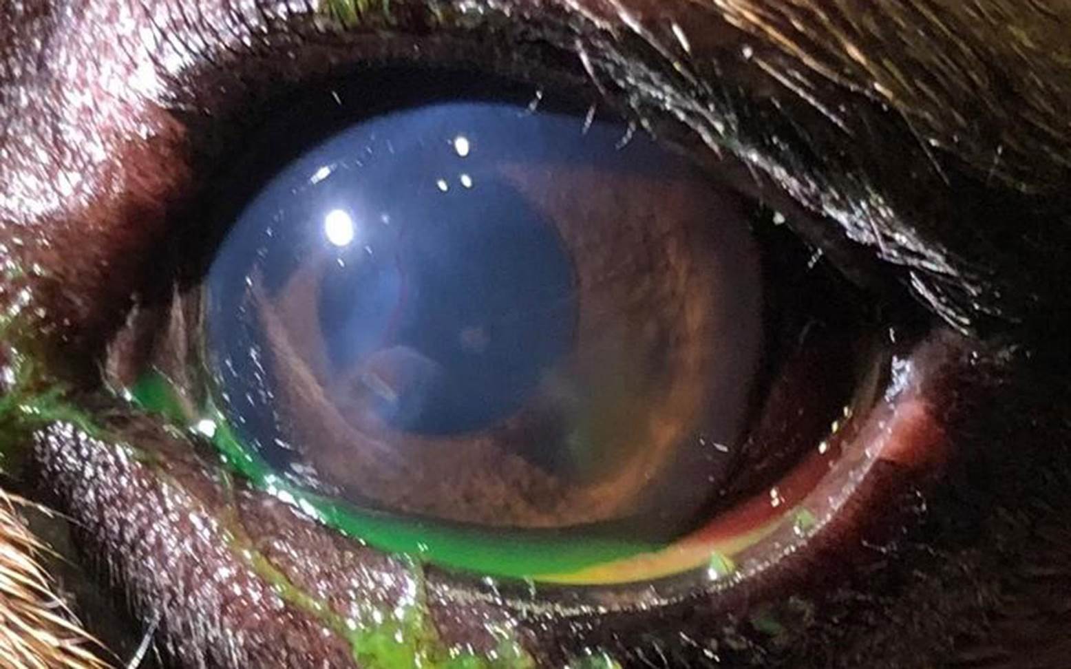 Eyes of a dog with distichiasis
