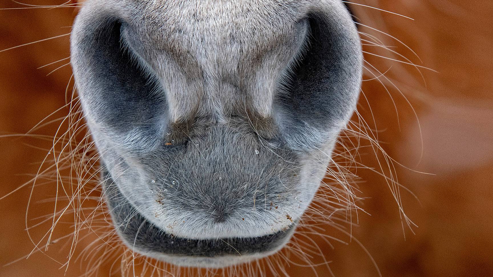 Horse nostrils