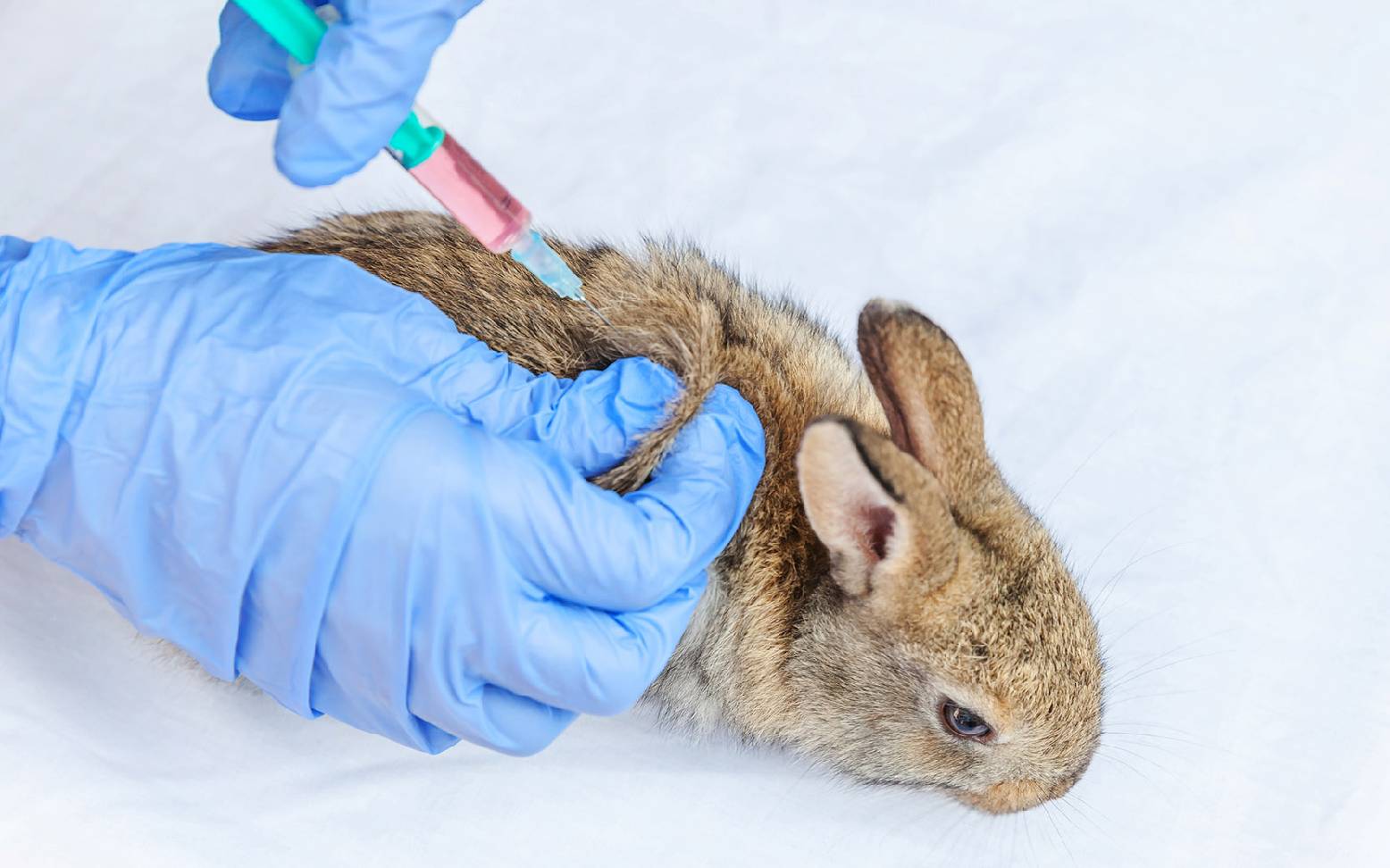 Rabbit vaccination