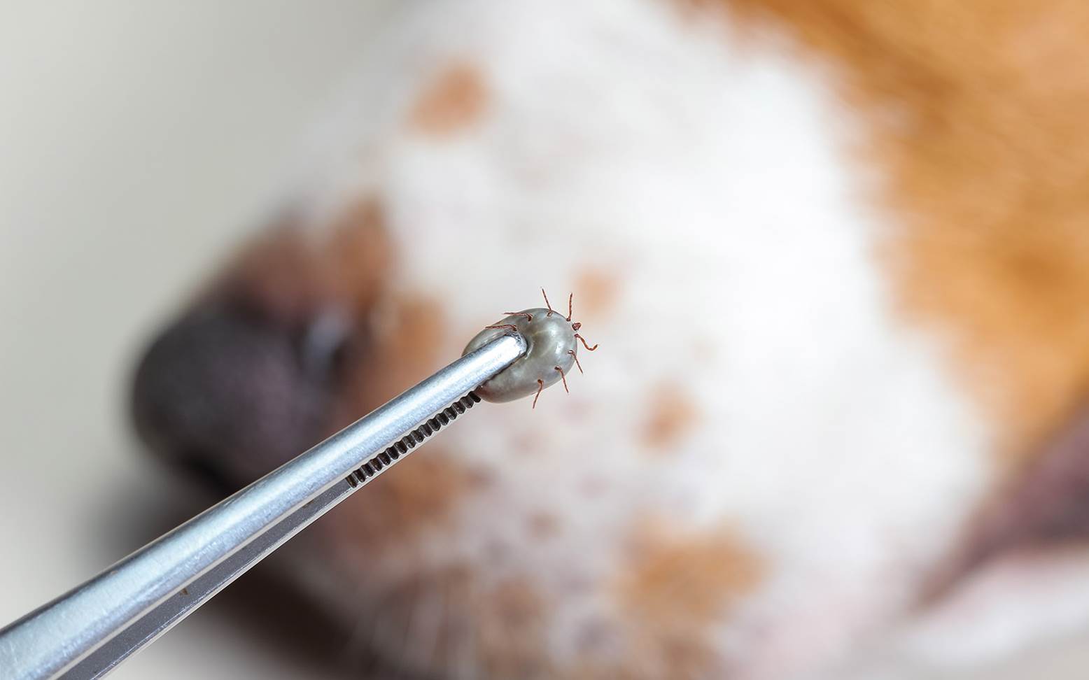 Tick with dog