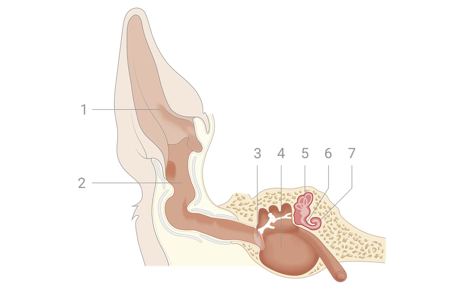 Diagram of a dog's ear