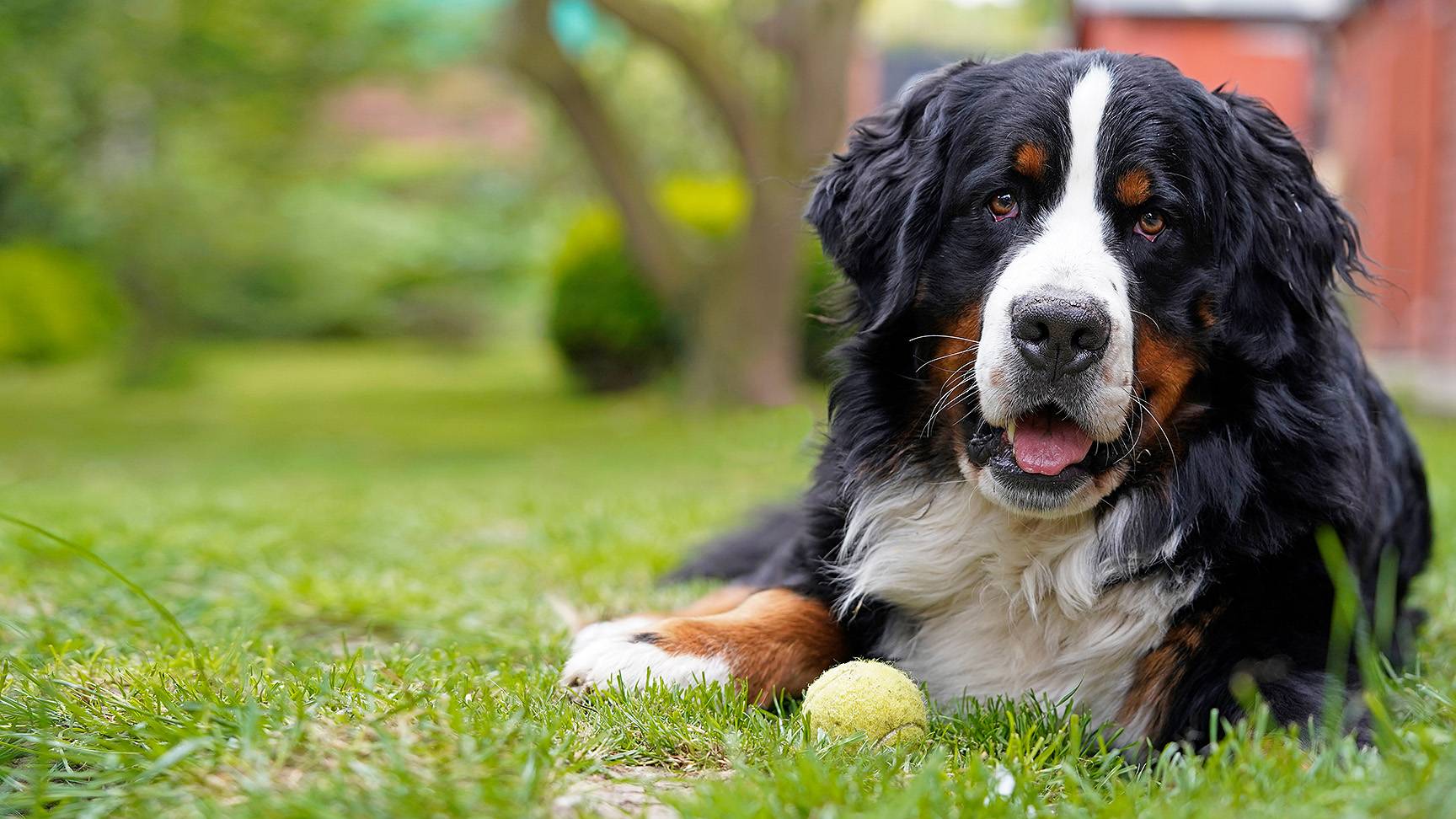 Berner Sennenhund