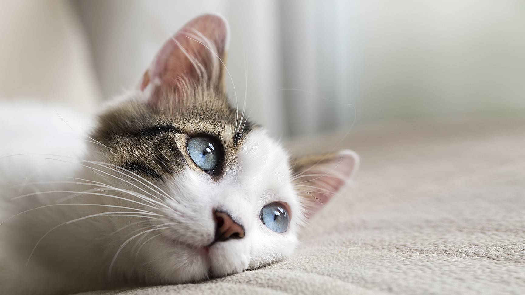 Katze Auge