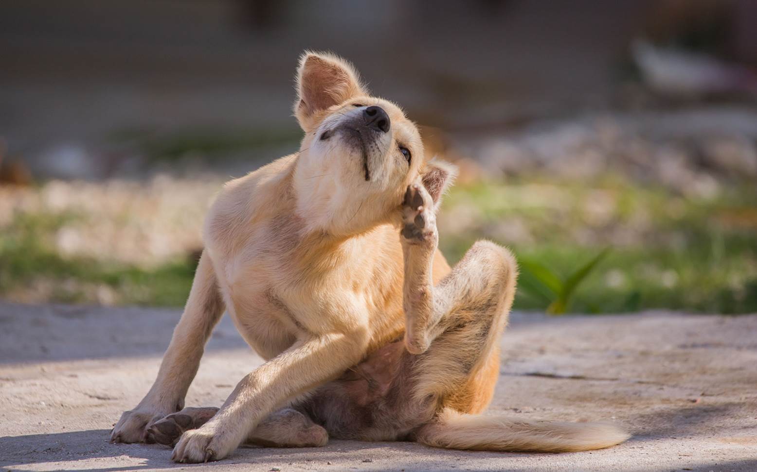 Hund kratzt sich