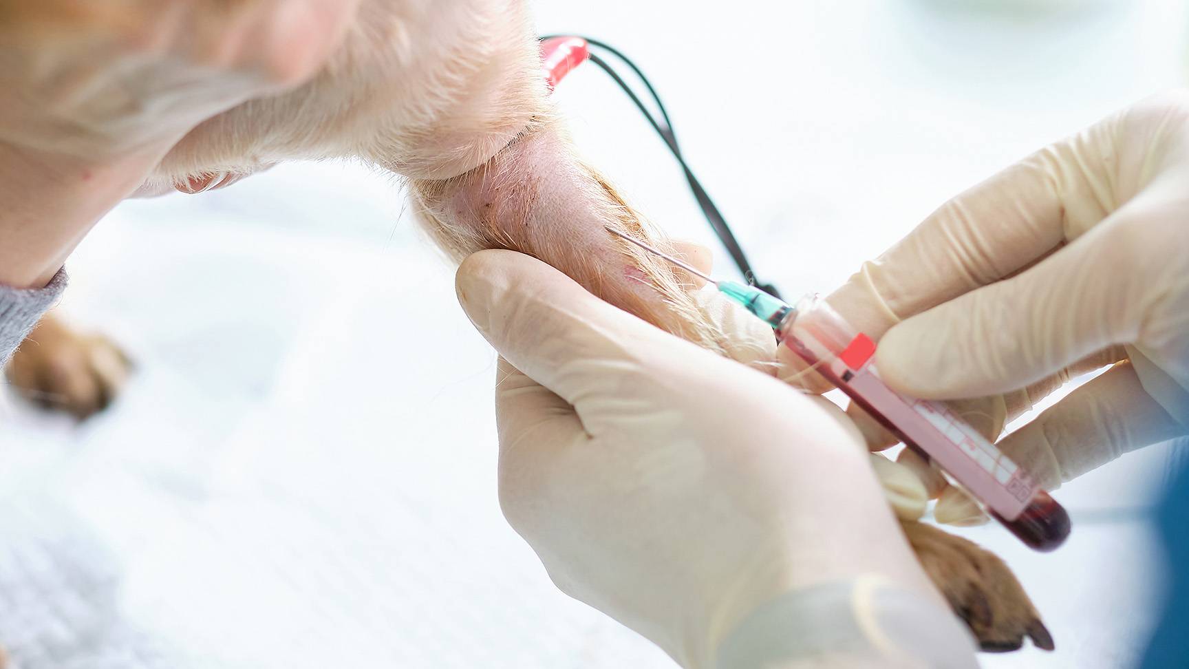 Blutabnahme Hund