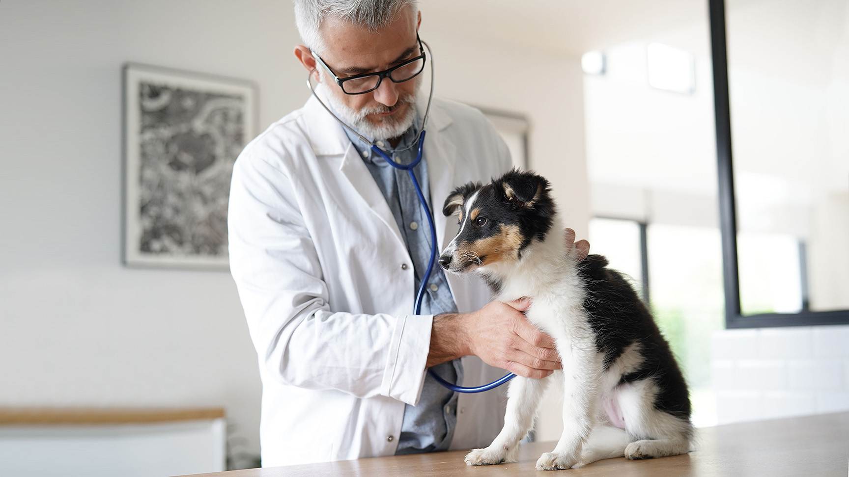 Hund Tierarzt Stethoskop