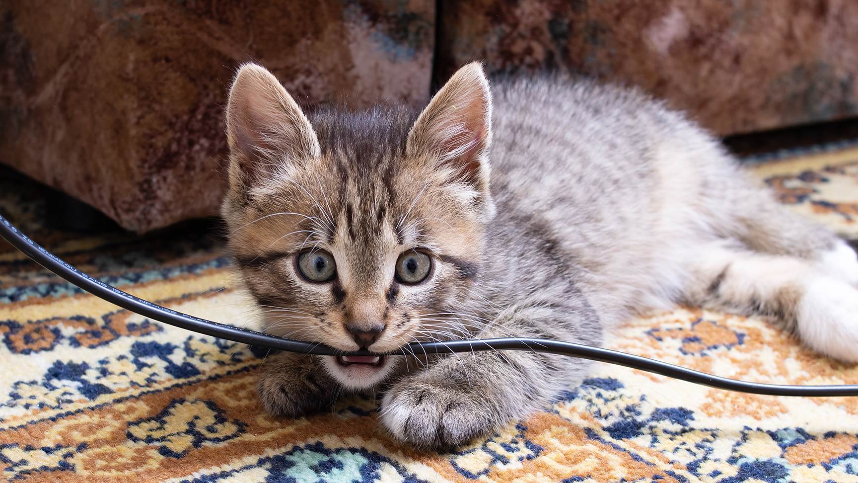 Katze beißt in Stromkabel
