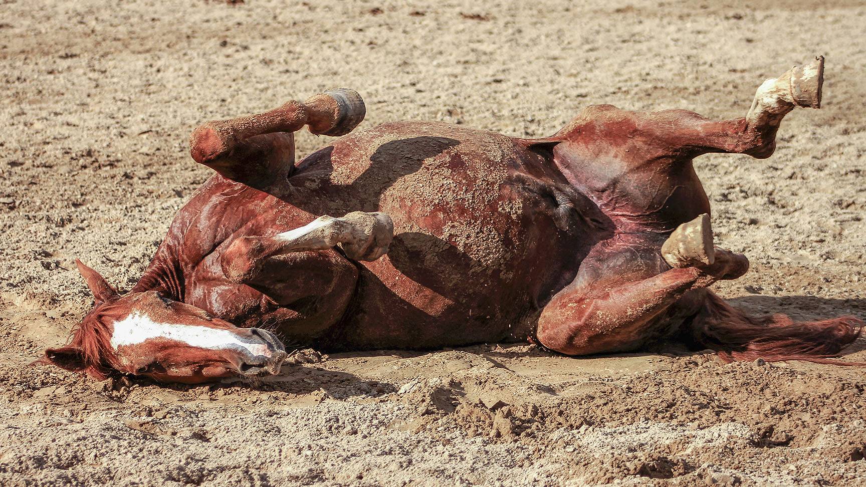 Sich wälzendes Pferd