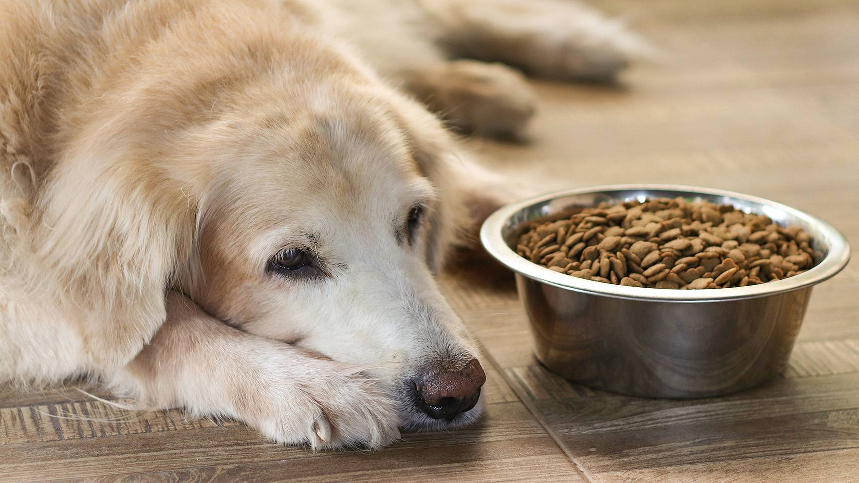 Hund mit vollem Hundenapf