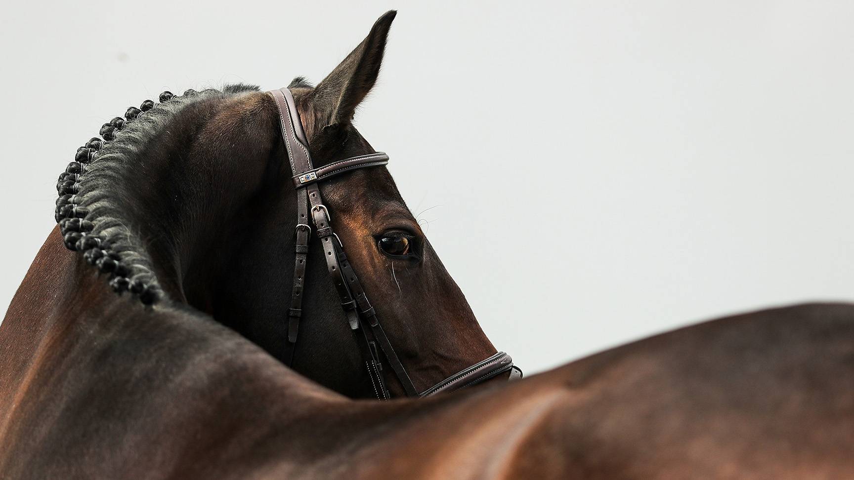 Rücken eines Pferdes