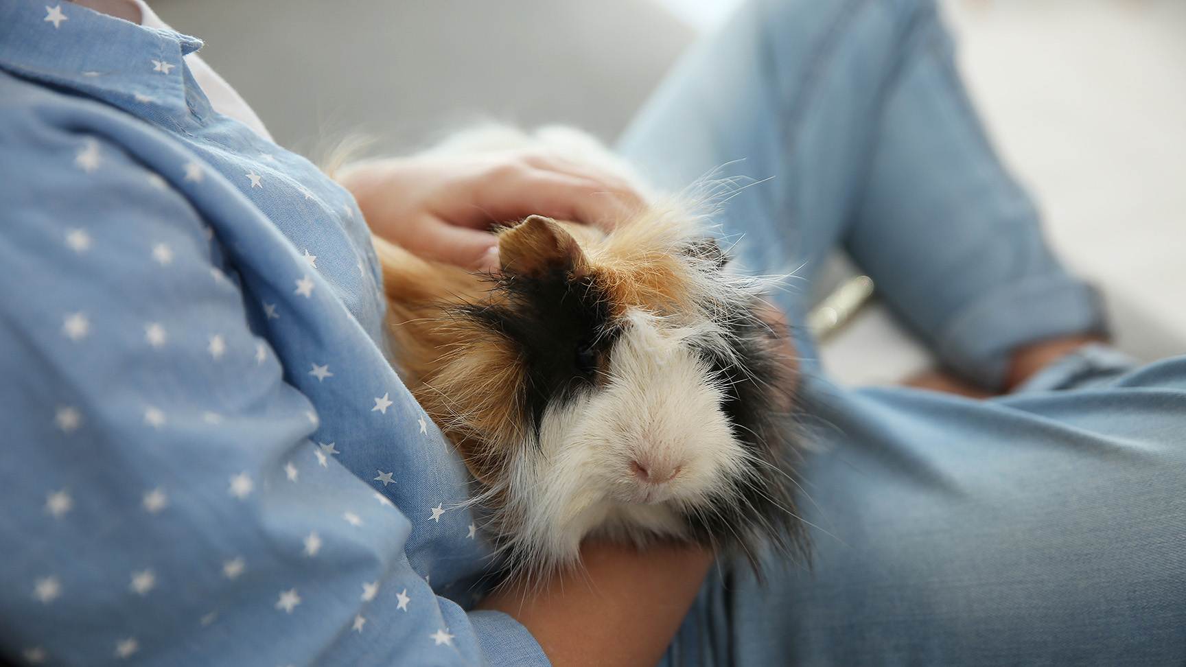 Person mit Meerschweinchen