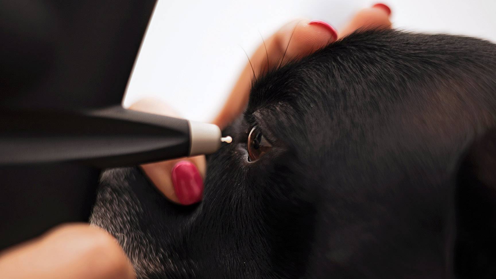 Augeninnendruckmessung bei einem Hund