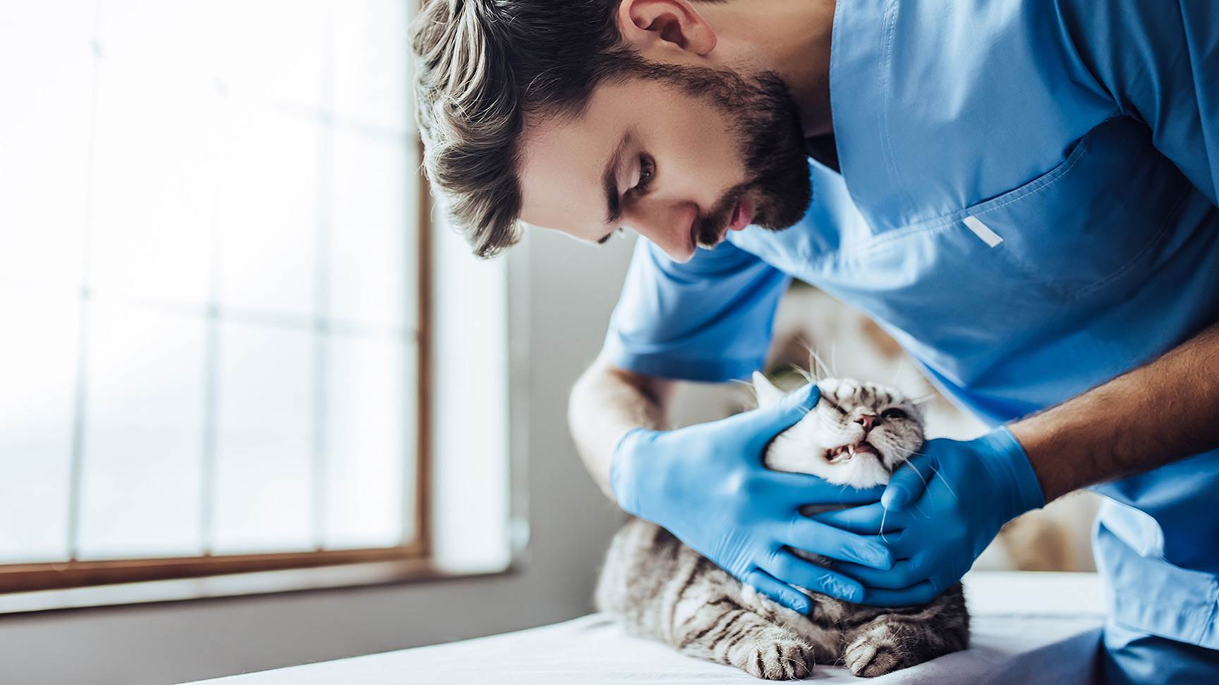 Katze beim Tierarzt