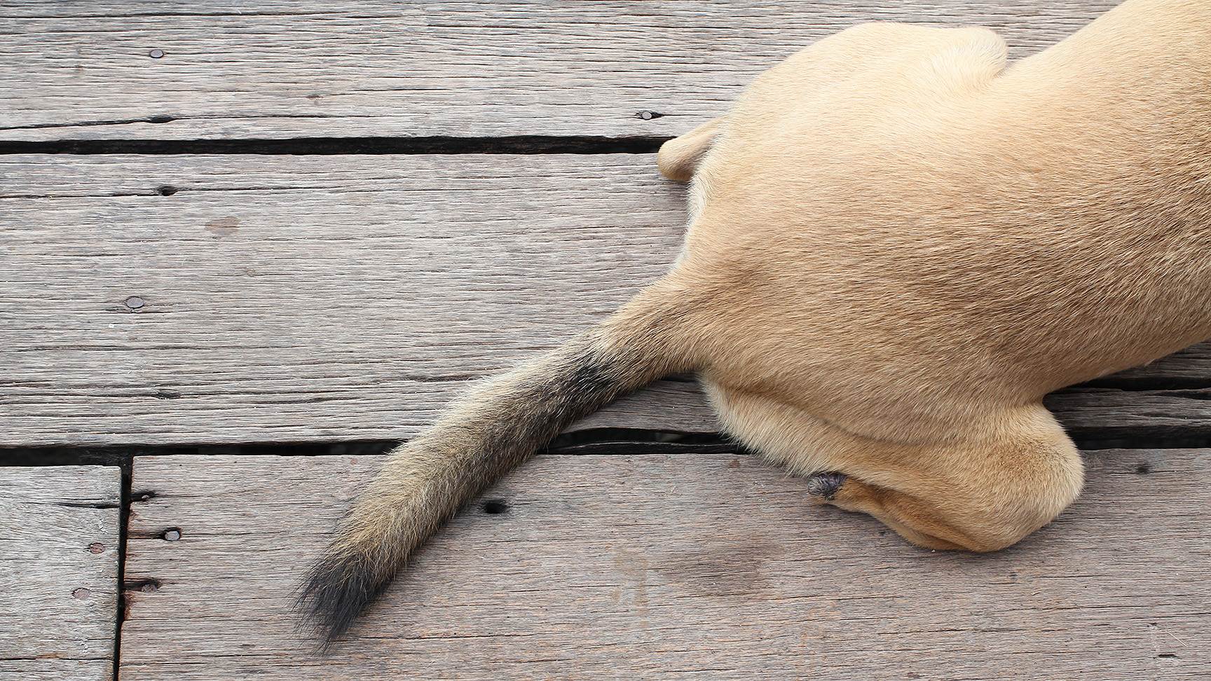 Hinterteil eines hundes